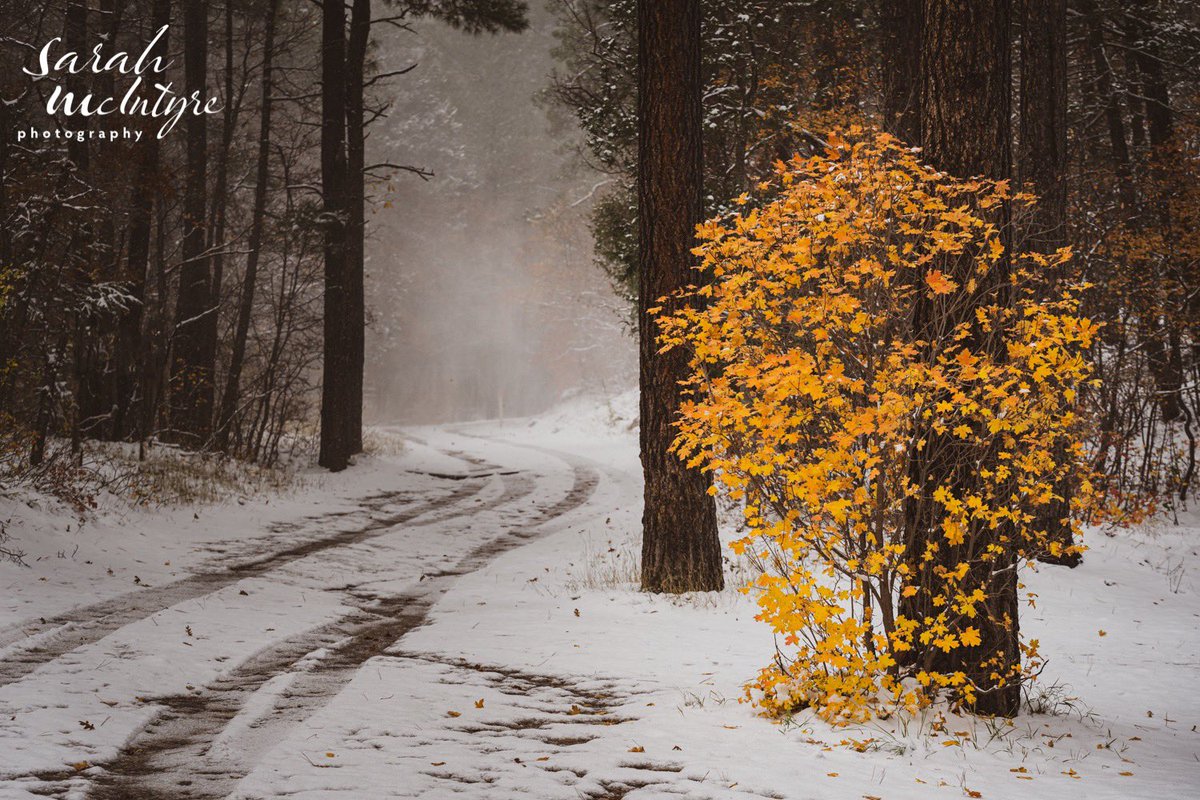 Autumn’s first brush with winter, 4th of July Canyon on Monday. #NewMexicoTRUE #NMwx #NewMexico