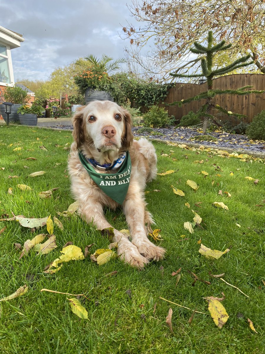 SpanielsSuper's tweet photo. Dad! Help ! Come quick!
What’s the matter Ronnie?
Look! It’s happened again 😱
Don’t worry Ronnie, I’ll get the rake & leaf blower 😊
Thanks dad, love you 😘
#RonnieHatesLeaves #StopTheLeavesFallingDad #PleaseDad #ThanksDad https://t.co/zNUTBX4cN7
