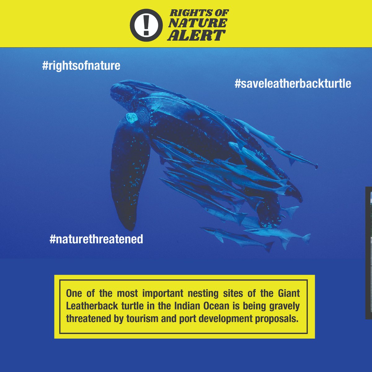 rontribunal's tweet photo. ⚠️ #RightsofNature Alert: In the Andaman and Nicobar Islands, one of the most important nesting sites of the Giant Leatherback turtle in the Indian Ocean is being gravely threatened. 

Thread below 👇🧵

#RightsofNatureAlert #NatureAlert https://t.co/5v6RdOaaHZ