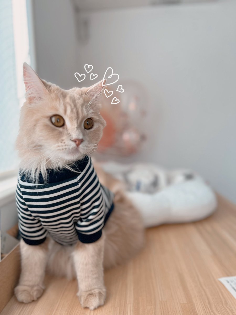 新しいお洋服💗🫧どう？似合う？ #くま #オーバーサイズ #韓国ファッション #猫のいる暮らし  #猫好きさんと繋がりたい