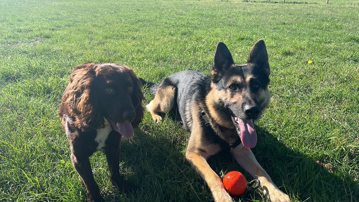 Good teamwork last night between @KetteringPolice and PD’s Bryn and Socks. After a vehicle was stopped, the driver ran off and was caught by officers. PD Socks then searched the car and found drugs hidden in a sock, and PD Bryn found the drivers discarded mobile phone nearby.