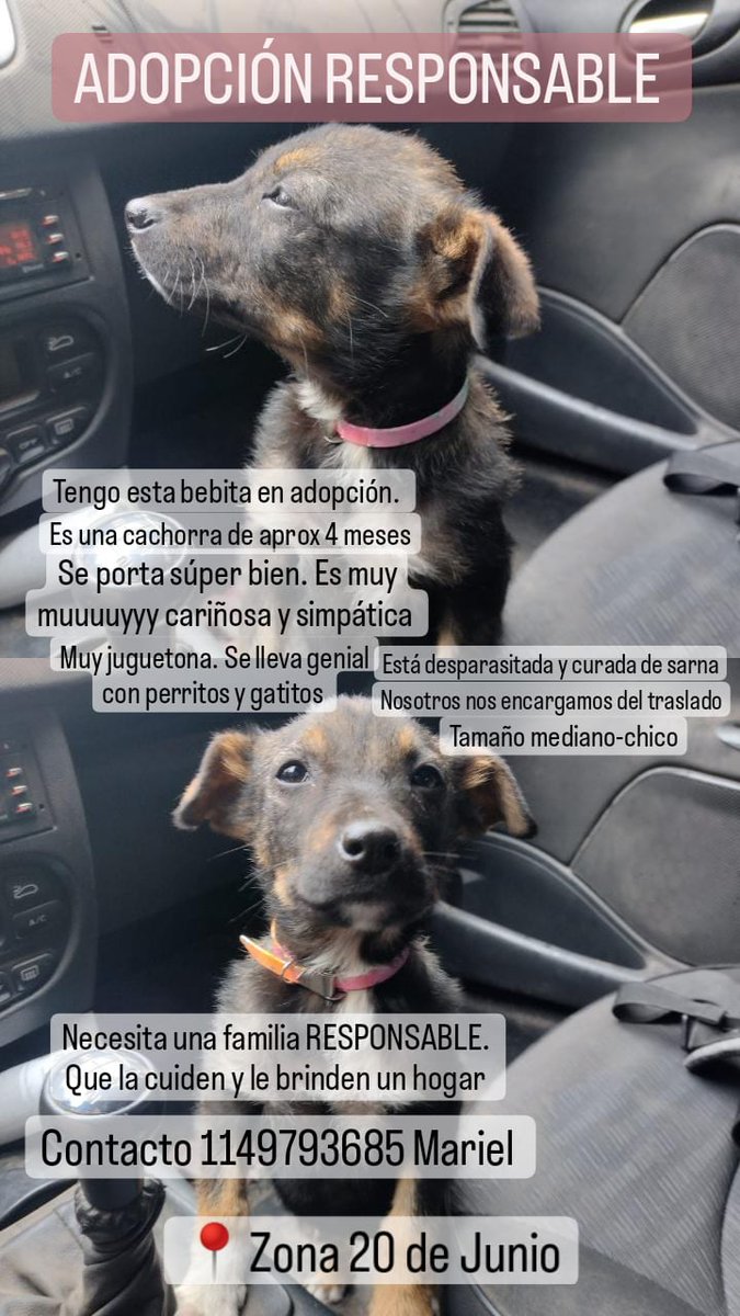 GEPeinado's tweet photo. ⚠️⚠️ ¡CACHORRITA EN ADOPCIÓN! ⚠️⚠️ https://t.co/1LTaIBYg1L