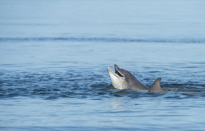 Did you know bottlenose dolphins can leap almost 5m from the water’s surface? Find out more about these amazing creatures here: community.rspb.org.uk/ourwork/b/scot… 📷 Ben Andrew