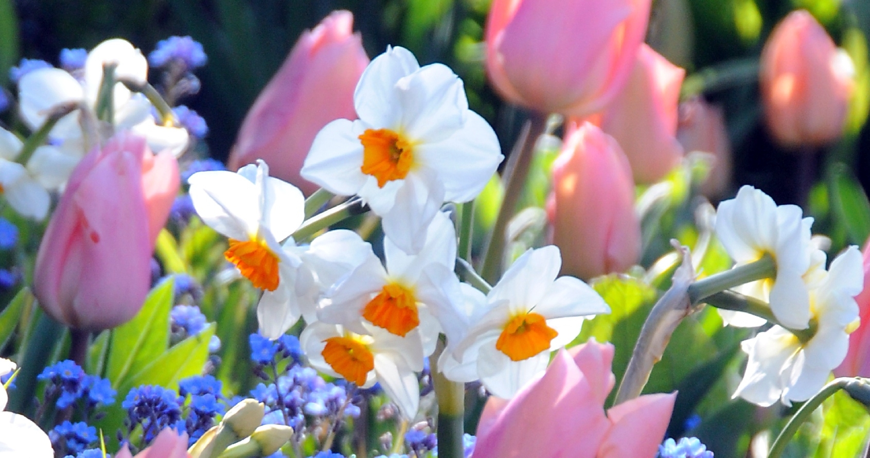 John Scheepers Bulbs (BeautyFromBulbs) / Twitter