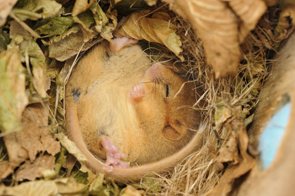 Did you watch the 2nd episode of BBC Autumnwatch last night LIVE from Teifi Marshes? Someone nibbled Iolo's nuts! Can you guess the culprit?! 👉Read more here: welshwildlife.org/news/who-nibbl… 📸Terry Whittaker2020VISION @BBCSpringwatch @WildlifeTrusts