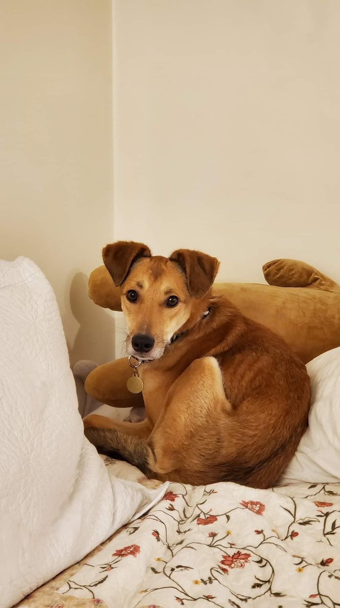 Niagara Dog Rescue tweet media