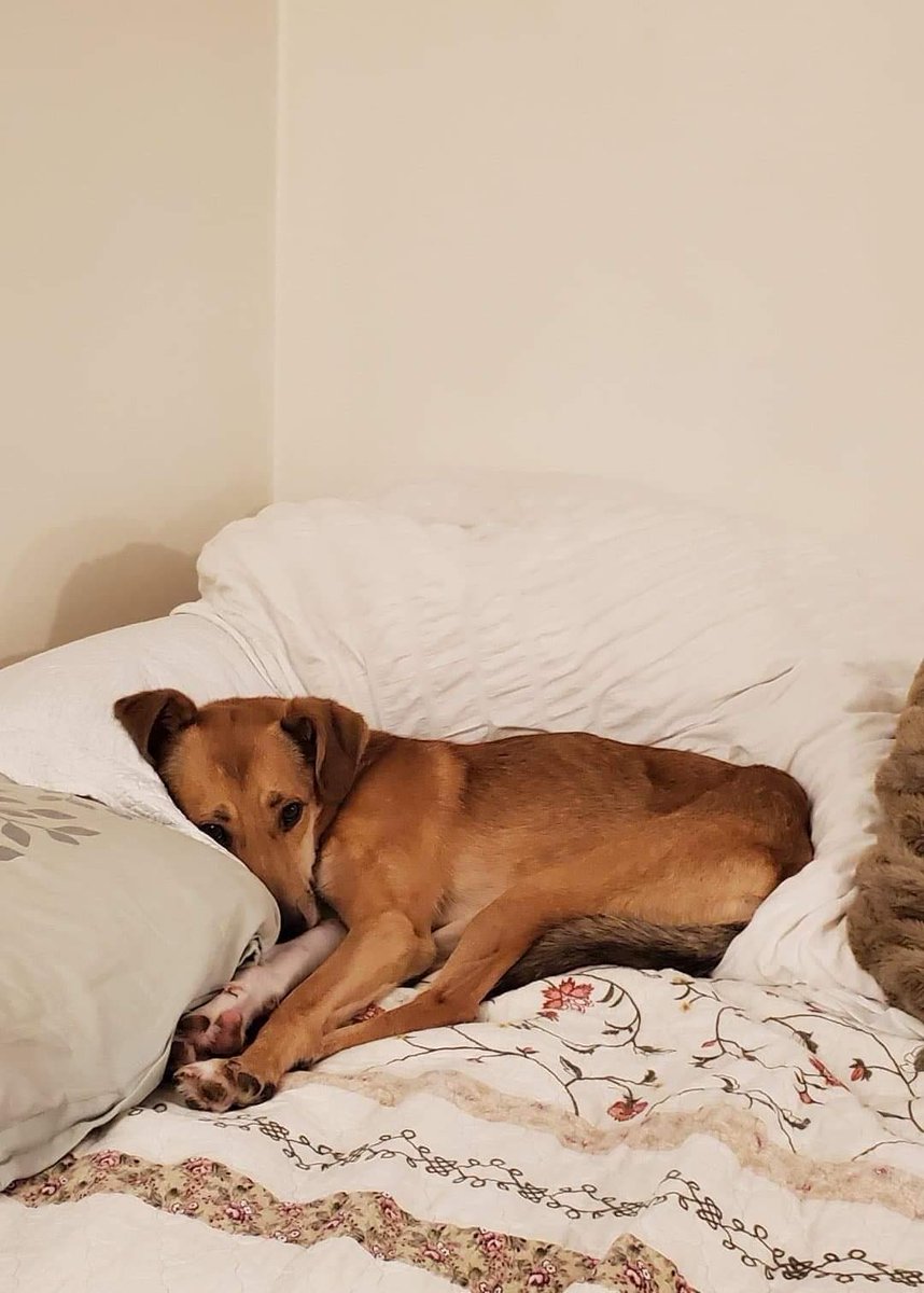 Update on one of our Ukraine dogs:

"It has been 2 months &amp; Loki has opened up quite a bit. He's become more vocal, playful &amp; always sticks by my side wherever I go.

He's still a timid little boy but there's room for us to grow. I'm sure he will do just fine!" - Katie (adopter)