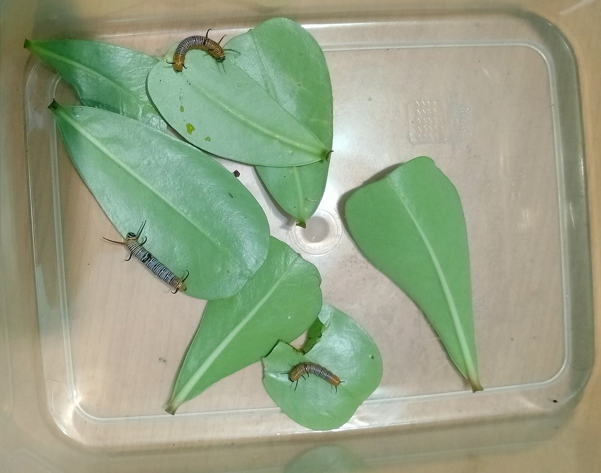 poombatta_hari2's tweet photo. Common Name - Common Crow
Scientific name - Euploea core
Family - Nymphalidae
Order - Lepidoptera
Host - Adenium sps.
Dated - 27 October 2022
.
.
#insectrearing #entomologist #pests #butterflies #commoncrow #adenium https://t.co/RqLwGuIVD7