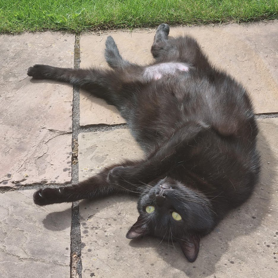 jacquifabes's tweet photo. Happy #NationalBlackCatDay to our beautiful Amelia, our best Halloween prop and such a beauty! https://t.co/EVbNemCn4G