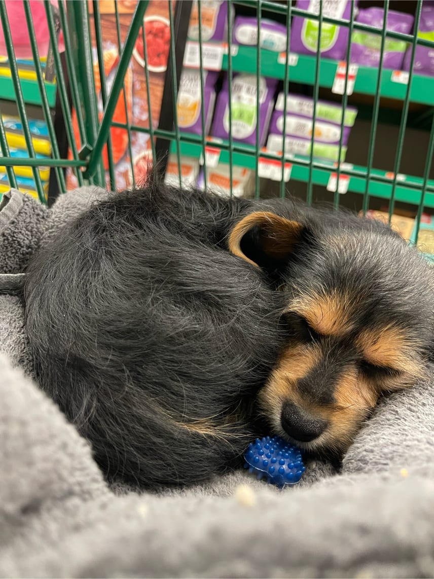 PSPHollywood's tweet photo. Sleepy Hudson cuddling with his new nylabone https://t.co/8qEYKSwQ9j