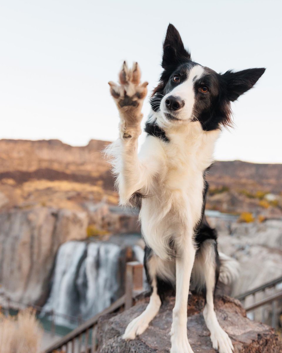 good dog squad tweet media