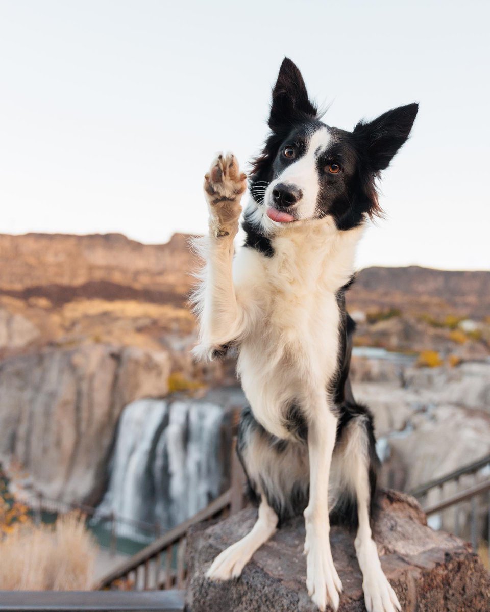 good dog squad tweet media