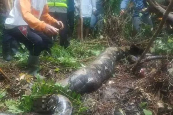 legiaoescamada's tweet photo. Recentemente saiu em diversos jornais que uma mulher infelizmente foi predada por uma piton na ilha de Sumatra.
Tendo ciência do ocorrido, vamos as explicações do motivo, como isso foi possível, e porque esse é um comportamento atípico e isolado.

Segue o fio... https://t.co/BBeoUVS7cn