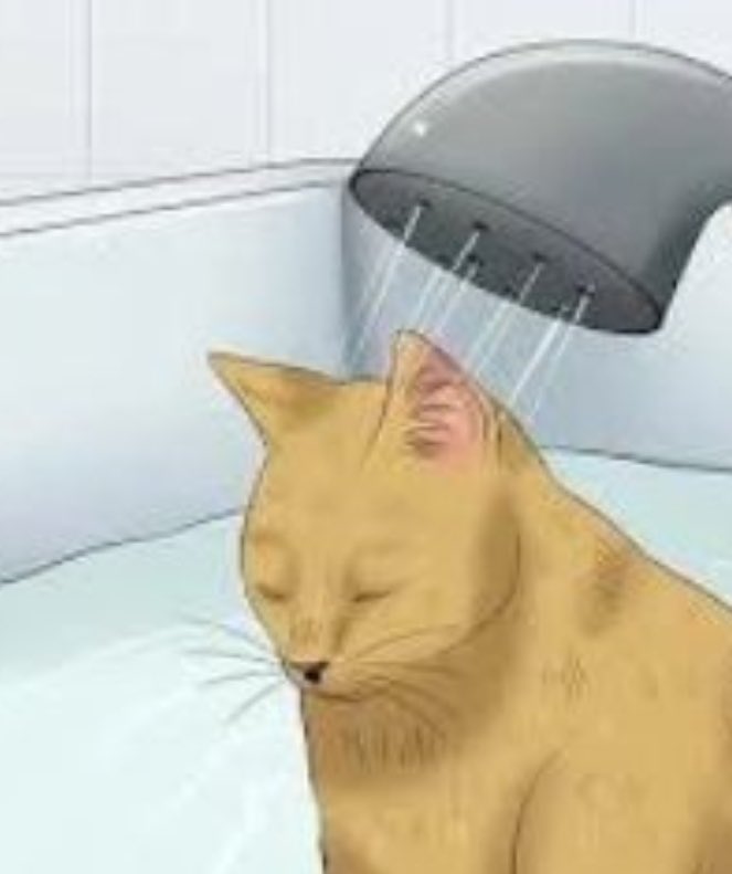 reactions on Twitter "cat sad shower wikihow illustration"