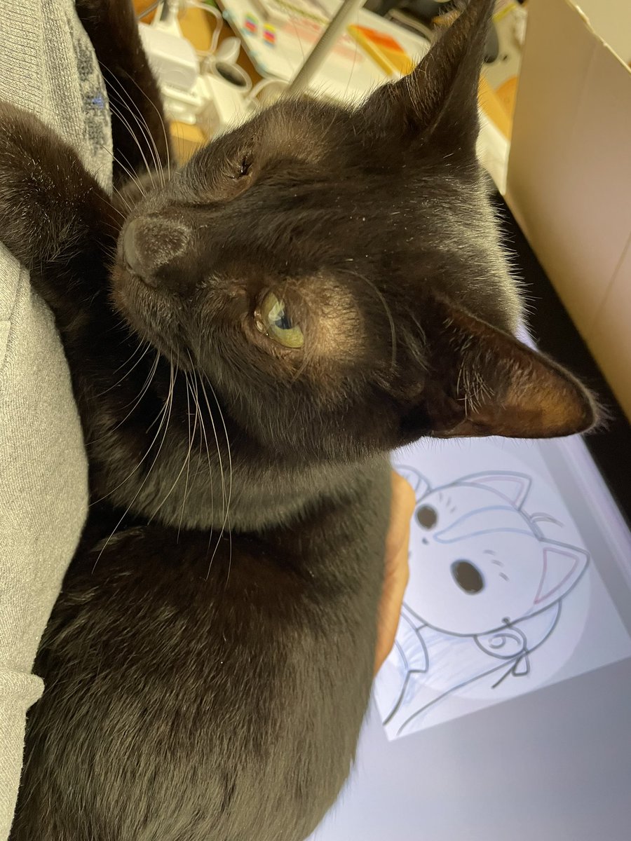 「これは、お絵描き中でも構わず抱っこして欲しい猫 」|天乃咲哉🦊このはな連載中のイラスト