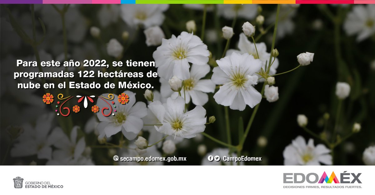 CampoEdomex's tweet photo. Para este año 2022, los floricultores del #Edoméx se preparan para abastecer el mercado para #DíaDeMuertos💀. La @CampoEdomex te presenta las 7 #FloresMexiquenses💐representativas para esta temporada: cempasúchil, rosa, crisantemo, gladiola, clavel, nube, alhelí y terciopelo. https://t.co/WHSgD3CEJt