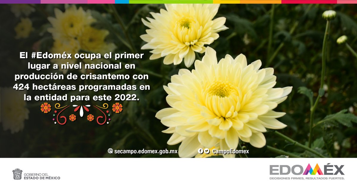 CampoEdomex's tweet photo. Para este año 2022, los floricultores del #Edoméx se preparan para abastecer el mercado para #DíaDeMuertos💀. La @CampoEdomex te presenta las 7 #FloresMexiquenses💐representativas para esta temporada: cempasúchil, rosa, crisantemo, gladiola, clavel, nube, alhelí y terciopelo. https://t.co/WHSgD3CEJt