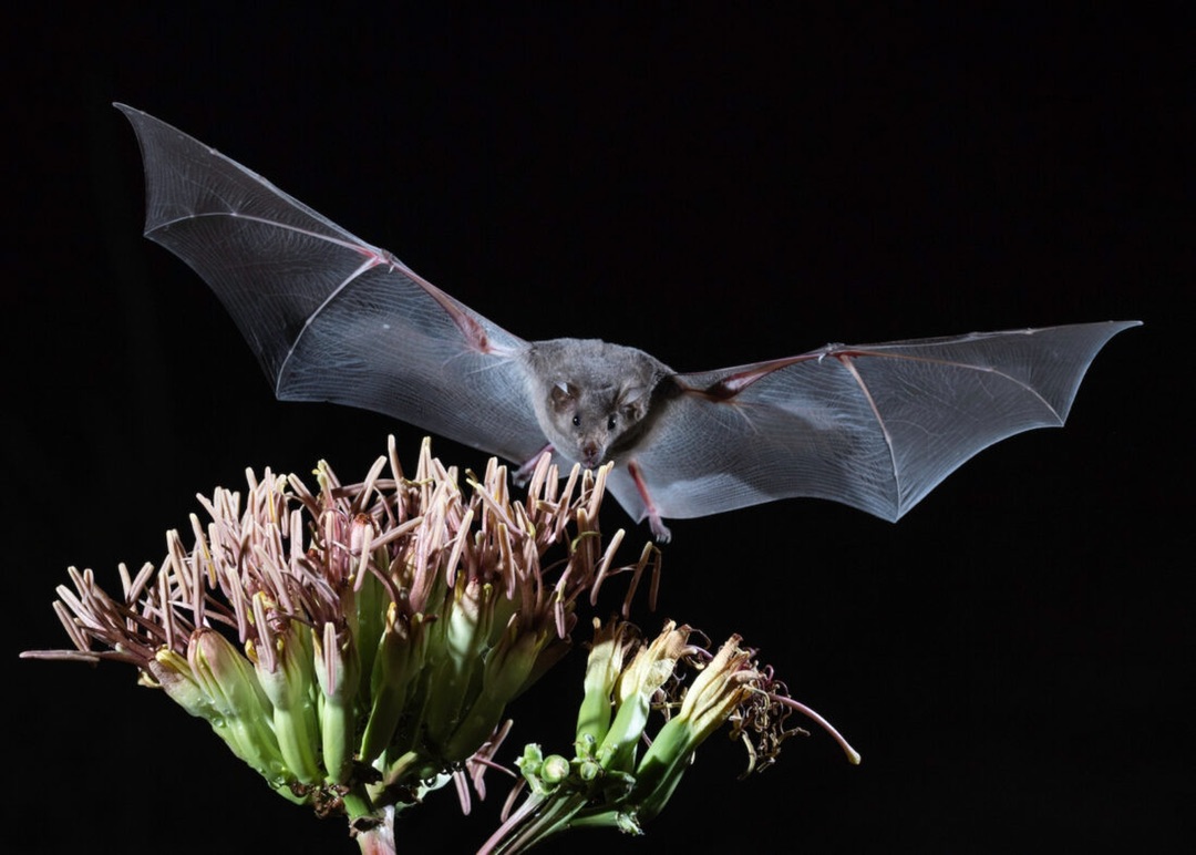 MotherEarthNews's tweet photo. Are bats endangered? Want to know how to attract bats to your backyard? Learn how to help these beneficial animals as well as build a bat house to bring bats to your backyard.
https://t.co/KzTmFJhug7
#conservation #buildhabitat #backyardecosystem https://t.co/RYfCLCs16o