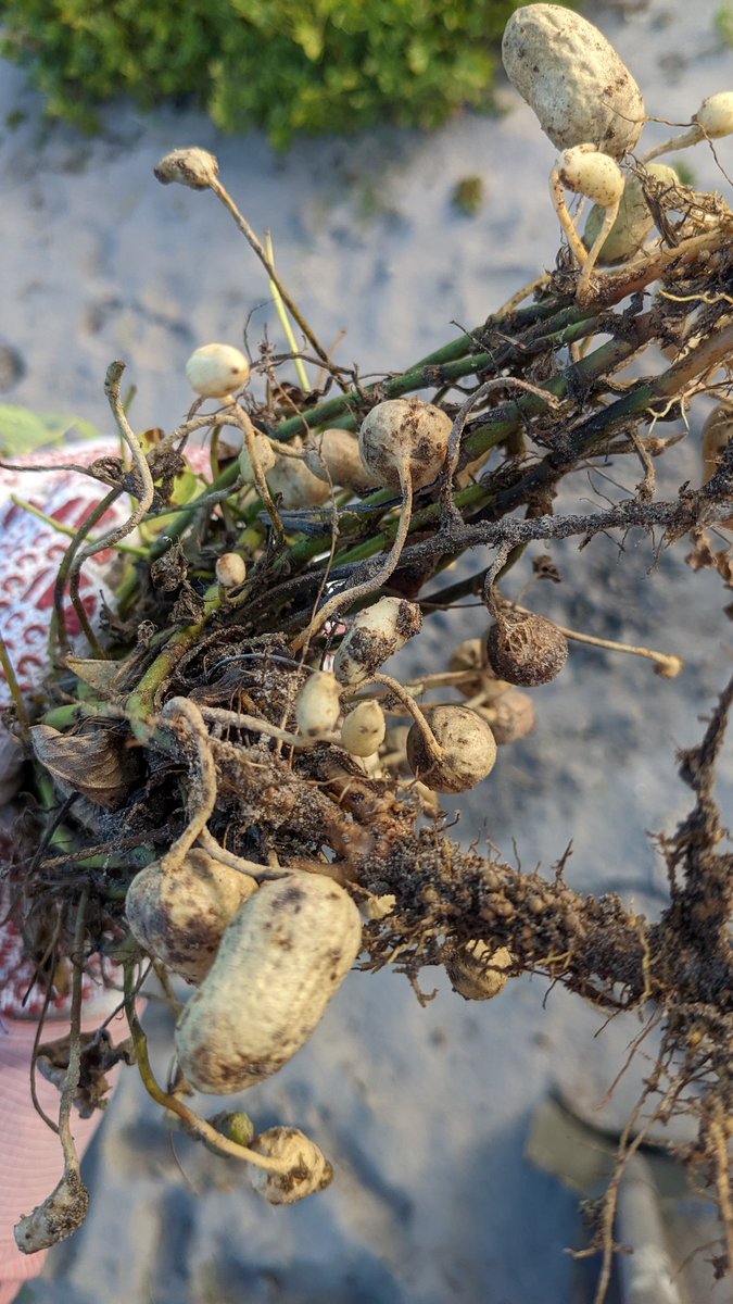 End of season galling ratings on pods and roots for peanut trials <a href="/nfrec_sv/">NFREC-SV</a> and <a href="/ufifasnfrec/">UF IFAS NFREC</a>. Caused by peanut root-knot nematode.

Important part of our assessments. In commercial fields, checking root system at harvest is a great way to scout for root-knot nematodes. #UFBugs