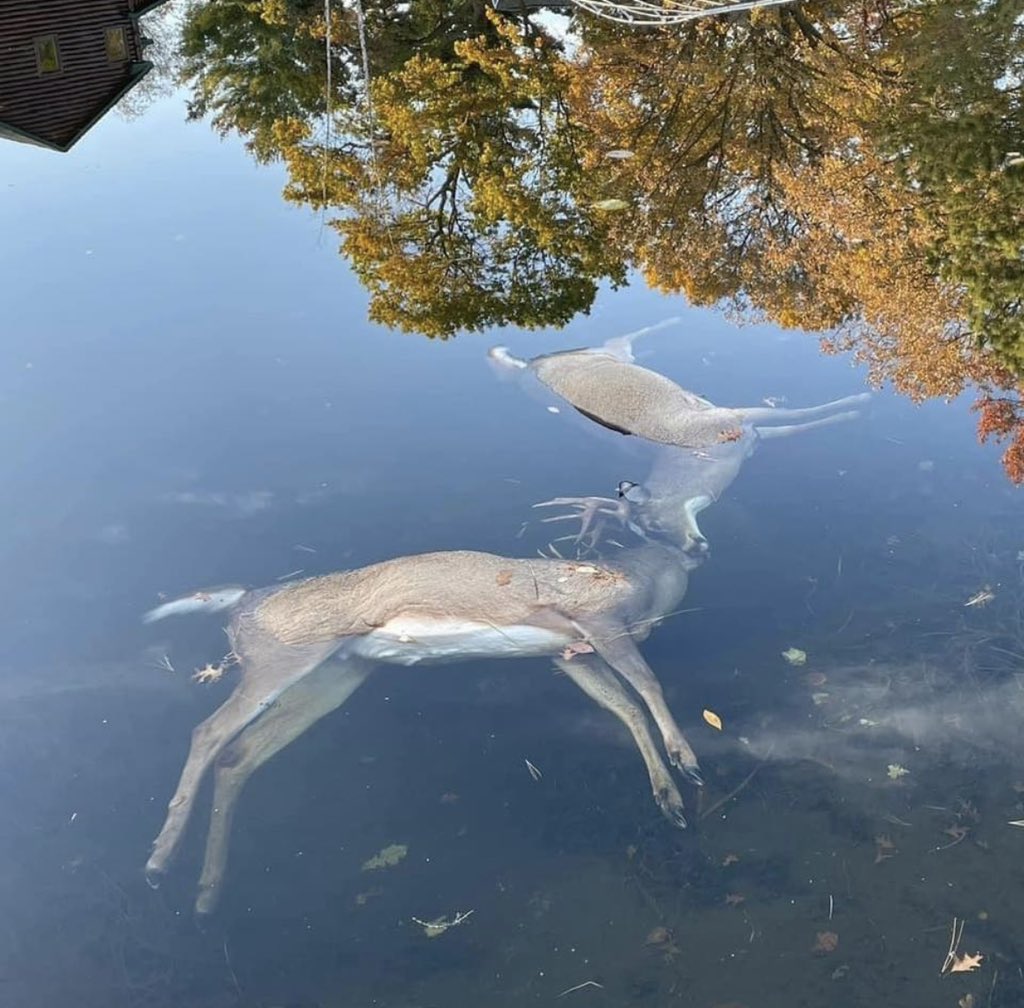 raised_outdoors's tweet photo. Always tough to see! The pre-rut seems to lead to these scenarios every year…nature can be cruel! #whitetail #hunting 📷bigbucknation

#AmericanRaisedOutdoors🇺🇸 https://t.co/xy37pj0126