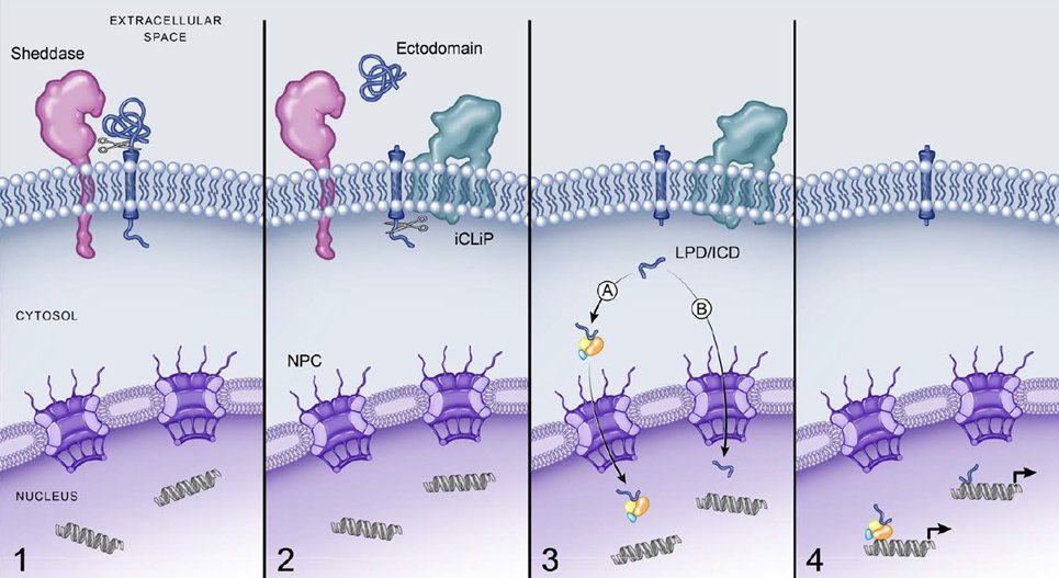 ASPET's tweet photo. Researcher @LoriLIsom1 brings a thorough understanding of the role of substrates of regulated intramembrane proteolysis, which may reveal novel therapeutic strategies for previously intractable diseases. Read it here: https://t.co/ixo6J5QNQM #Diseases #PharmRev @umichmedicine https://t.co/k1QvRy4Tqe