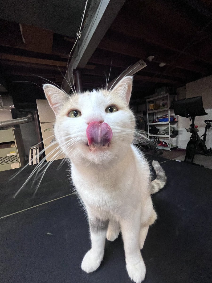 fatfatmillycat's tweet image. acting silly once again