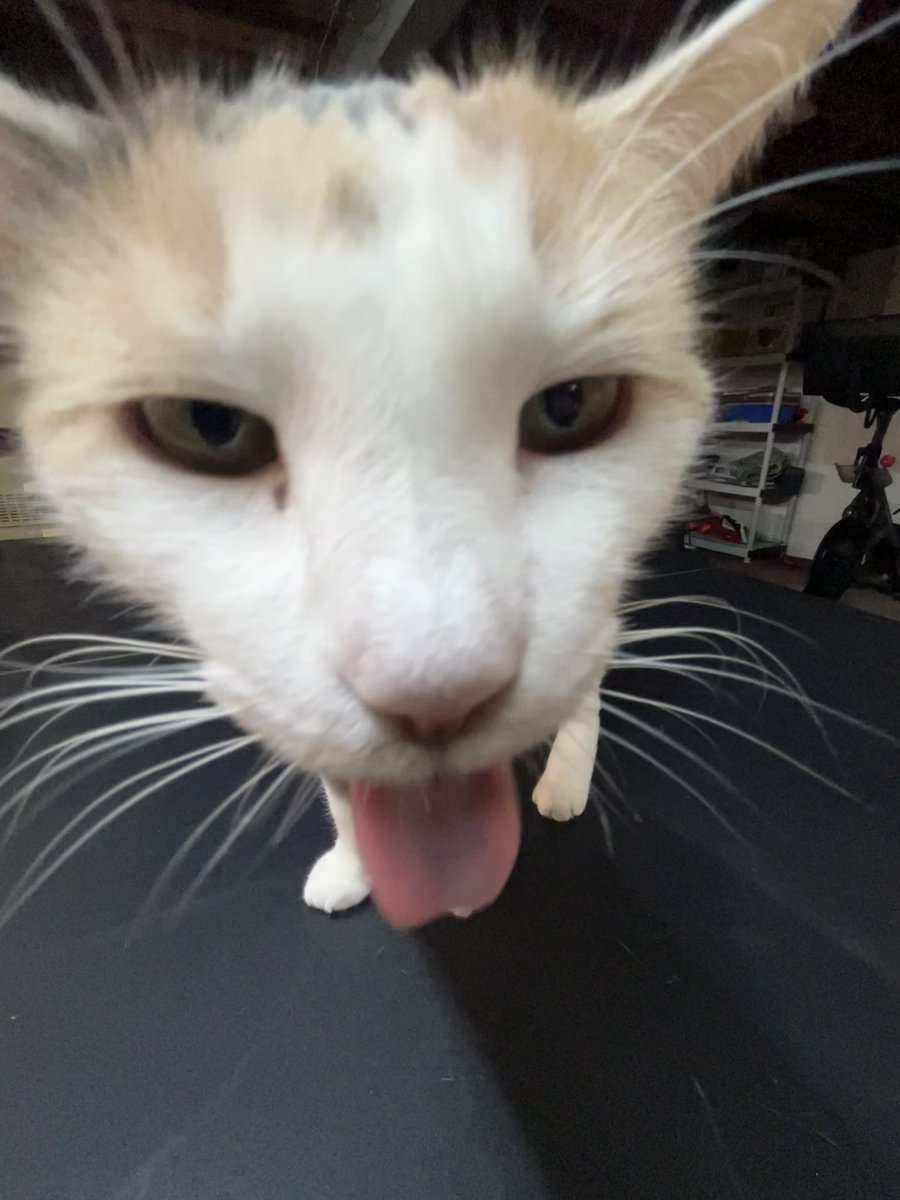 fatfatmillycat's tweet image. acting silly once again