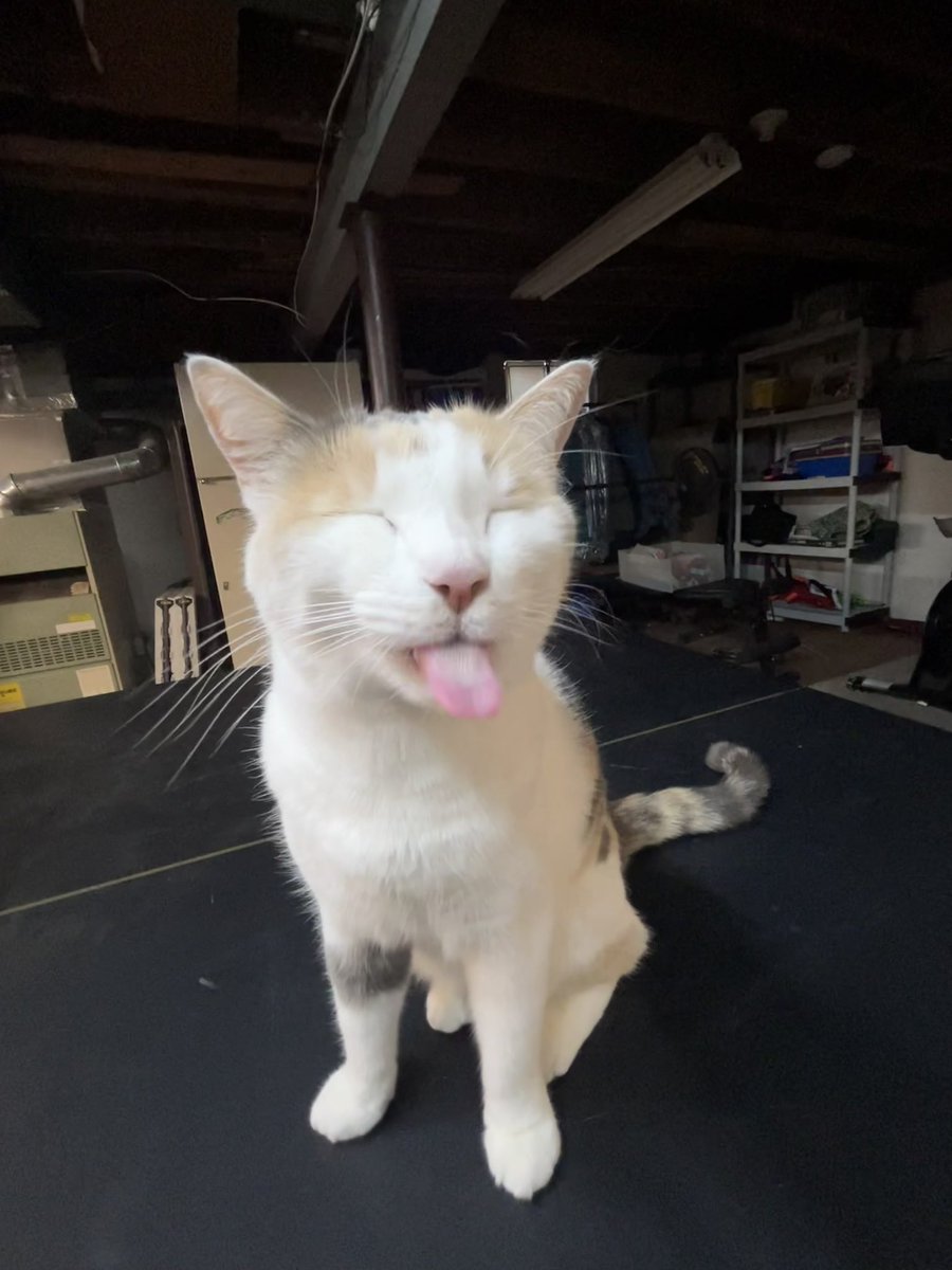 fatfatmillycat's tweet image. acting silly once again