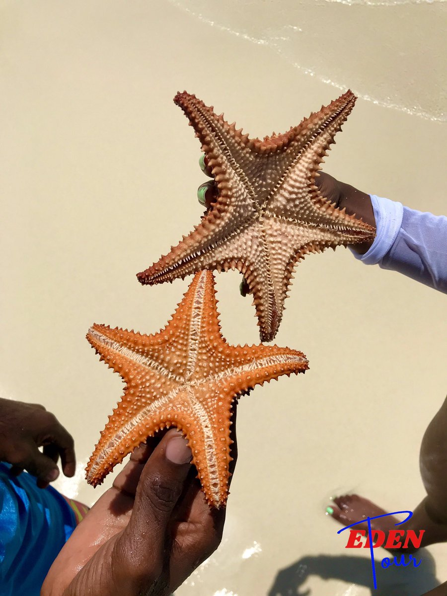 team_ave2_0's tweet photo. Des étoiles de mer à Île des amoureux, Sud, Haiti 🇭🇹 🤩 https://t.co/VG3TFYpmrW