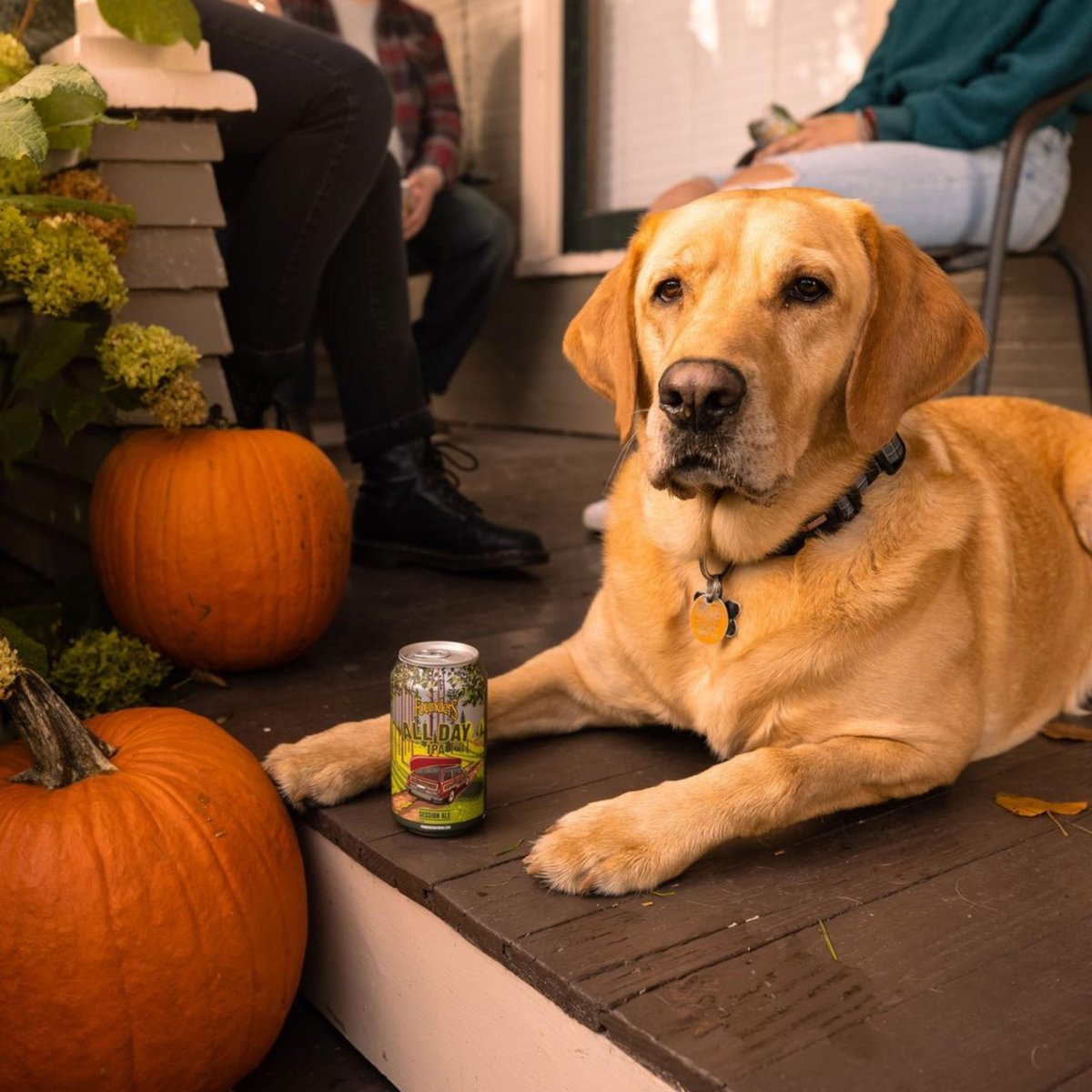 foundersbrew_es's tweet photo. No nos puede gustar más esta época del año, y él está encantado 🐶🎃

Con All Day IPA siempre hay una buena excusa para celebrar!

#AllDayIPA #FoundersBrewing https://t.co/CFYt0t885w