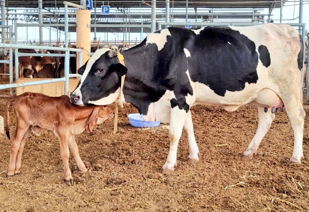 NDDB_Coop's tweet photo. The 1st Gir female calf born today by transfer of vitrified IVF embryo at Dakor Panjrapole Trust. NDDB Chairman @ShahMeenesh lauded efforts of NDDB scientists &amp; Amul veterinarians as this technique will expedite multiplication of elite Gir Germplasm &amp; increase farmers' income https://t.co/v9HoYMDjDj