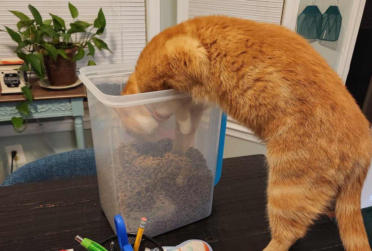 Jen_Gafford's tweet photo. @Purina @ProPlan, my cat Higgins is obsessed with your Sensitive Skin &amp; Stomach blend for dogs. Charlie (the dog) likes it too but Higgins is out of control. Help. https://t.co/SqcEsP1lI4