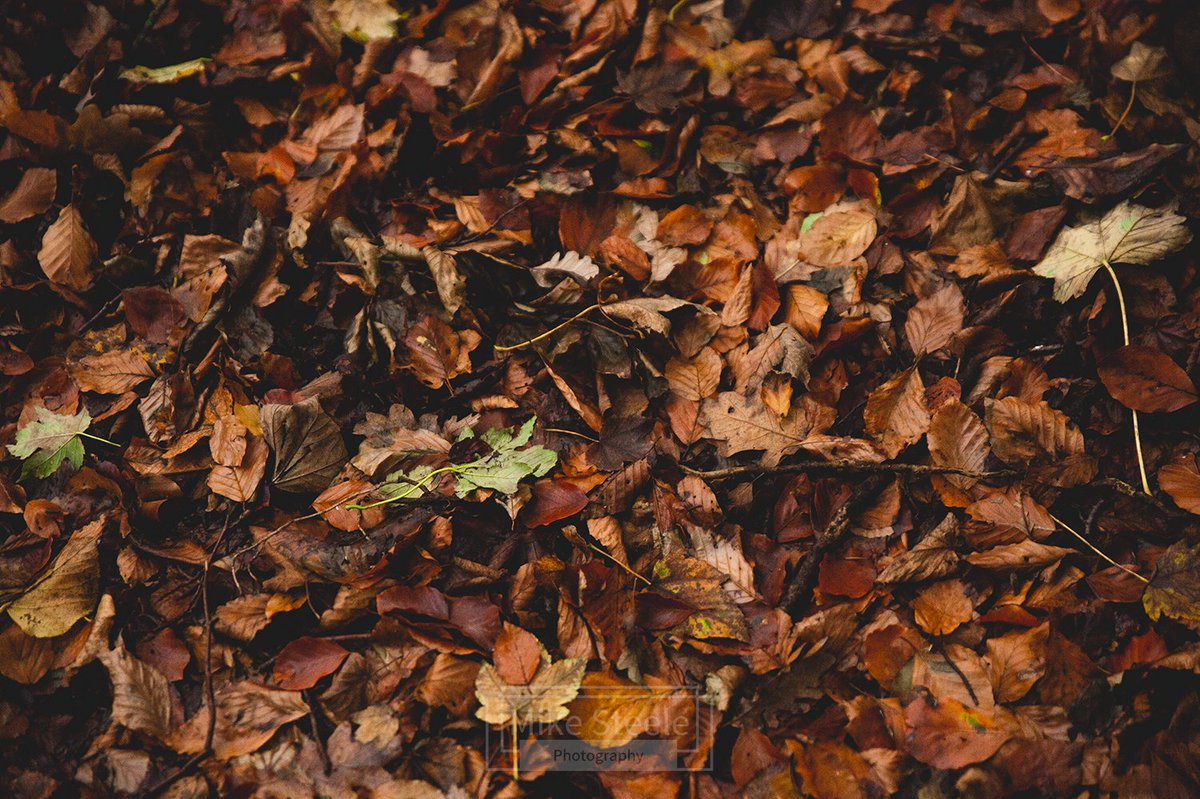 An autumnal carpet of leaves. #AutumnWatch #autumnfall #autumnleaves #Autumn