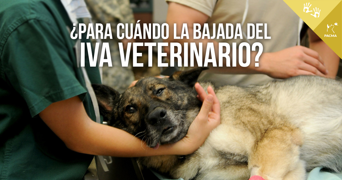 PartidoPACMA's tweet photo. La salud de los animales con los que convivimos no es un artículo de lujo. La bajada del IVA veterinario era un compromiso del acuerdo de coalición, pero ya no se llevará a cabo en esta legislatura. ¿Hasta cuándo tendremos que seguir esperando? 😠 https://t.co/pUBYFxAYbI