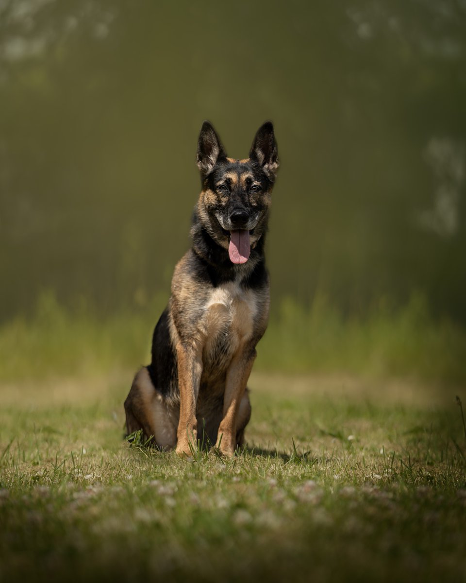 gsrescueelite's tweet photo. Isla is almost 7yrs old and she has been with us since Nov 19, Isla is a confident girl who is looking for a child and pet free home that can match her in confidence 
#dogs #GermanShepherd #Notts 
https://t.co/NdJ2w4KQiM https://t.co/qld22Zql80