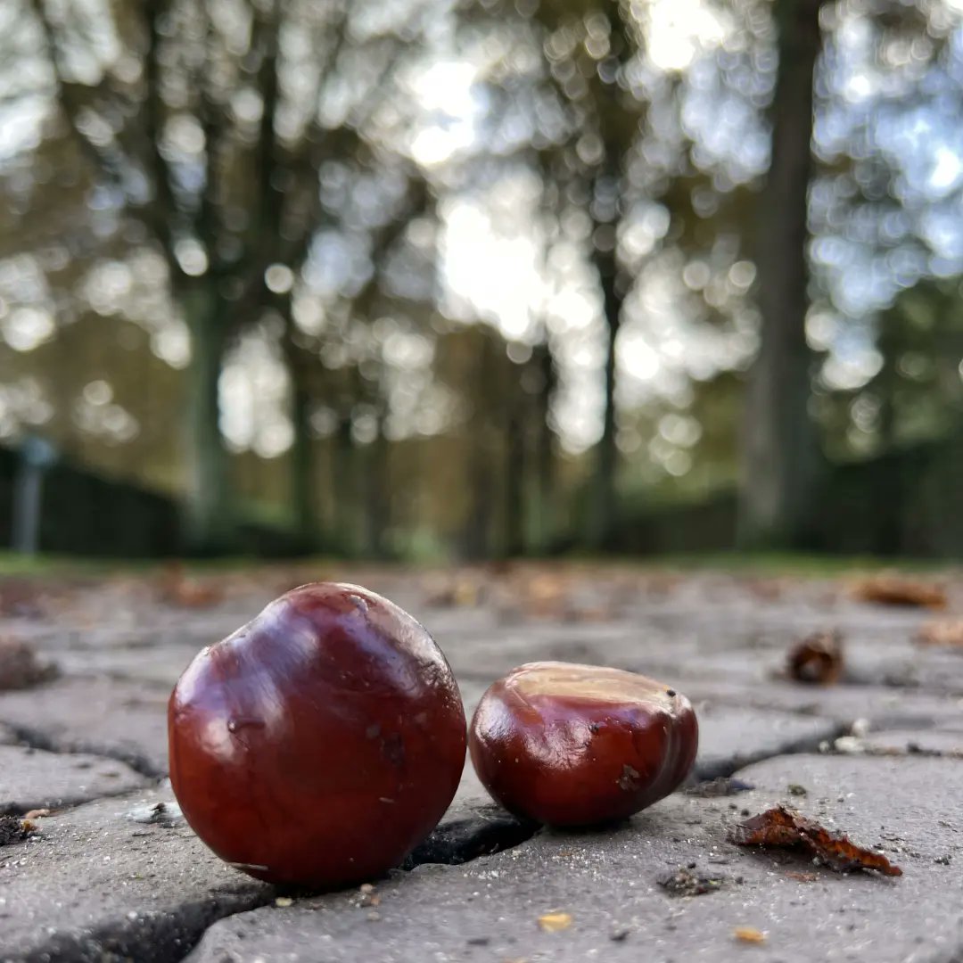 Herfst op de Zuiderbegraafplaats in Rotterdam 🍂🍁🍃