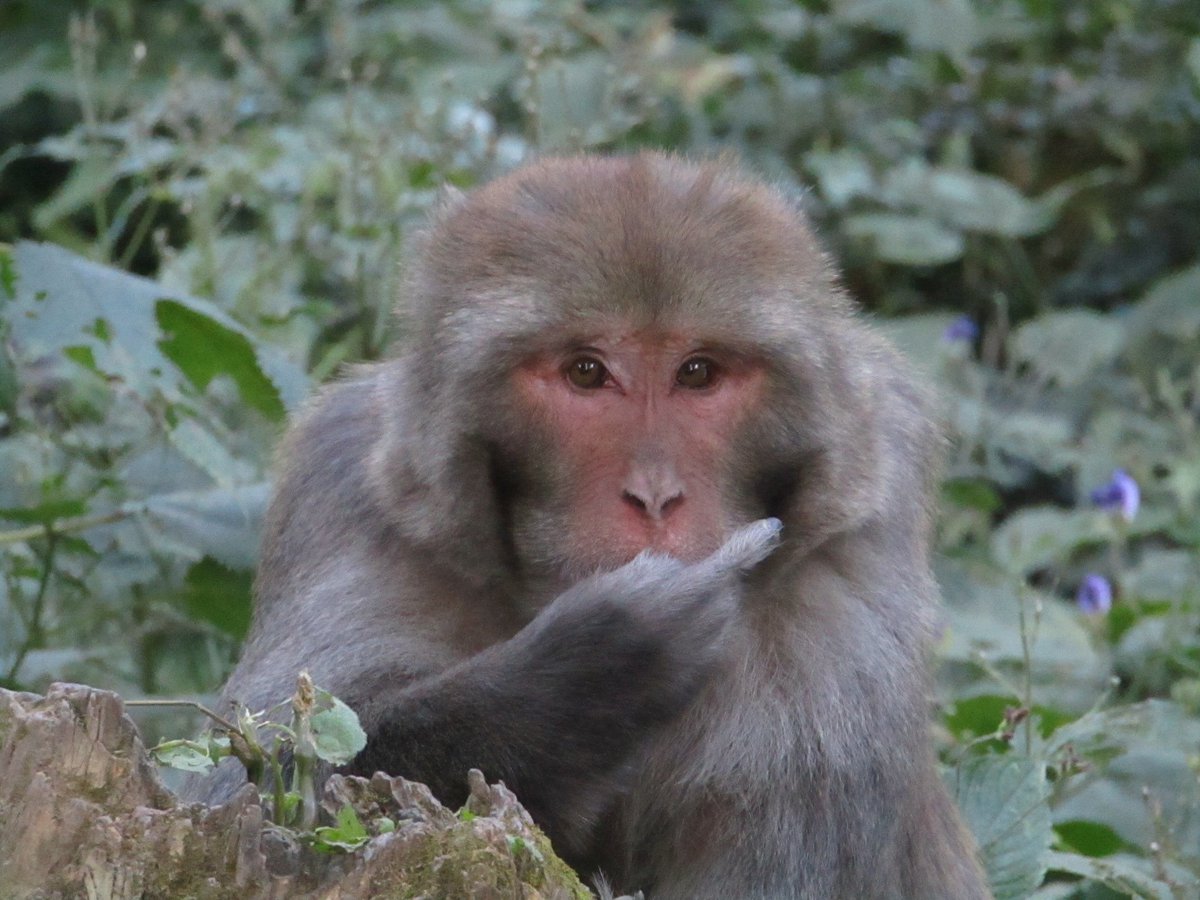 Bidisha_02's tweet photo. Well, good day to you too. 😌
#indianprimates #monkeybusiness https://t.co/k6HLklN8ug