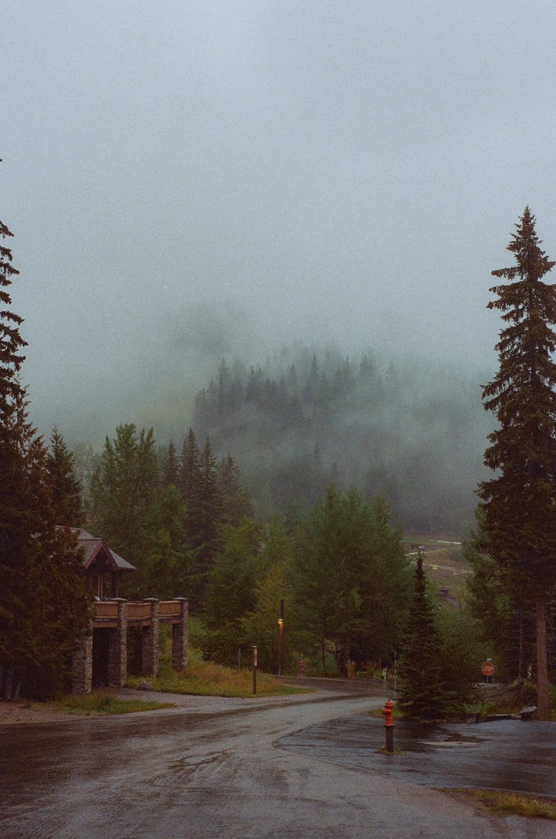 AlexKittoe's tweet photo. Foggy scenes on 35mm https://t.co/a6UTFoqeYh