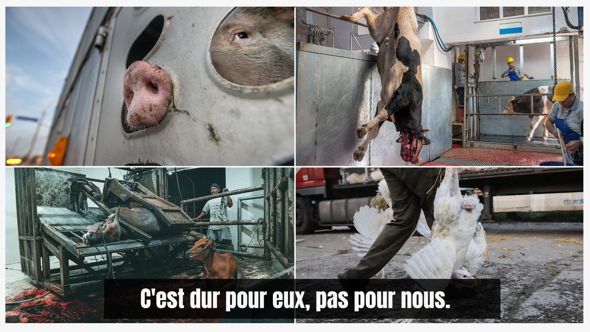 🤔Vous pensez que c'est dur de devenir végane ? 

👉Essayez l'empathie et mettez-vous à la place d'un animal d'élevage.