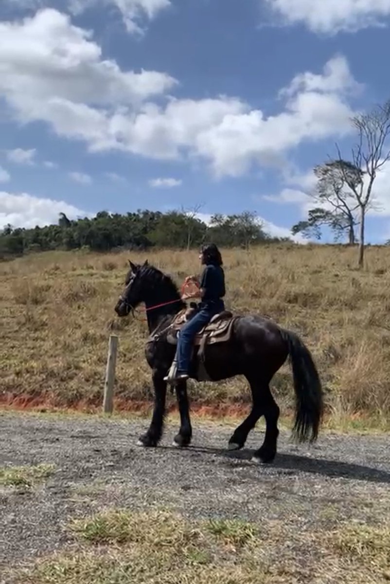 darcycest's tweet photo. #meucavalo é rei 👑 é campeão 🏆
#mandaboi 🐂 que meu cavalo 🐴 vai botar ele não chão 😎🤠🤠
#valeuboi https://t.co/g8iCScKJka