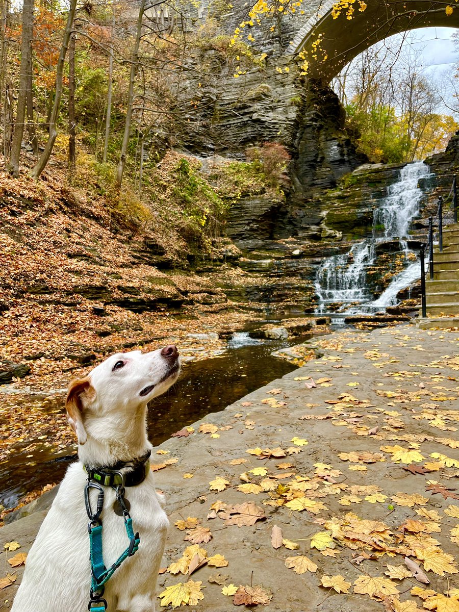 Stephanie Tepper (@stephanietepper) on Twitter photo Jamie (pup) and I enjoyed today’s commute! Views were worth the fact that I’m now sweating in my office from climbing the gorge trail stairs, how does <a href="/NeilLewisJr/">Neil Lewis, Jr., PhD</a> do it? Jamie (pup) and I enjoyed today’s commute! Views were worth the fact that I’m now sweating in my office from climbing the gorge trail stairs, how does <a href="/NeilLewisJr/">Neil Lewis, Jr., PhD</a> do it?
