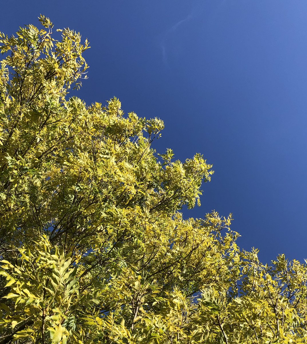 _gardenadvice's tweet photo. I do find this image of clearest blue sitting next to the yellow and black of ash at the end of October in 19 degrees mildly terrifying as we ponder on irreversible climate change. 🌍 🌎 🌏 https://t.co/wC9jQXa8vn