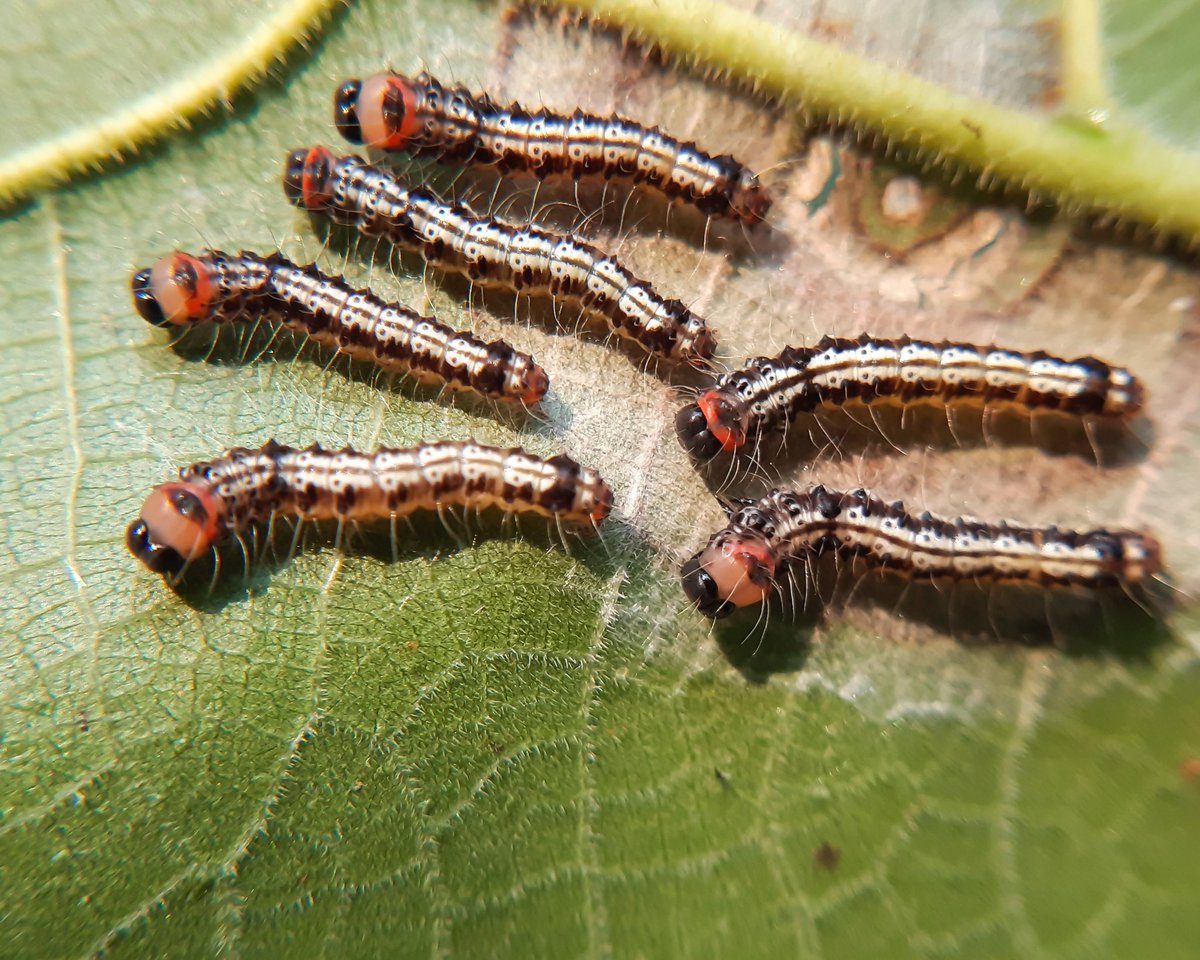 JitenderShine's tweet photo. Tropical tiger moth caterpilars on a green leaf.
#nature #larva #lepidoptera #TweetOfTheDay https://t.co/zDJEp2F1iA