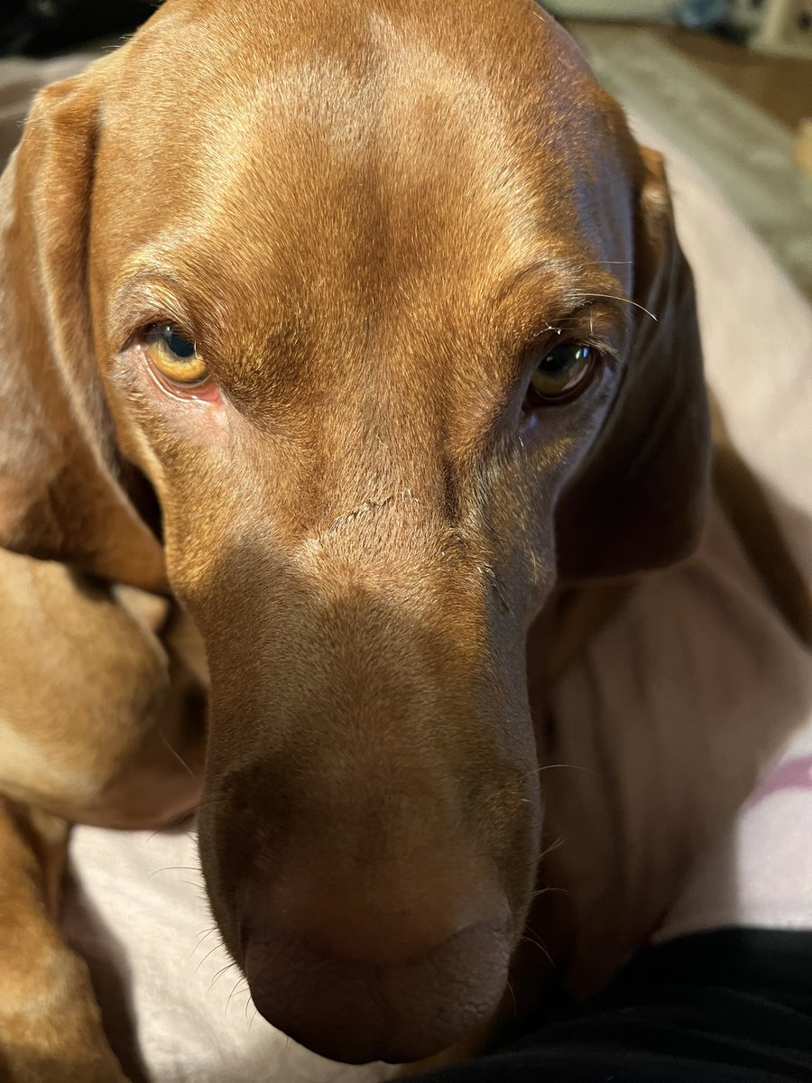 Mum said the two giant ropes of drool, covered in leaves and dirt, hanging from my facehole, was why the puppy owner wouldn’t let me slobber her clean, white puppy!! Got a bit drying in my face. #dogs #dogsoftwitter #vizsla