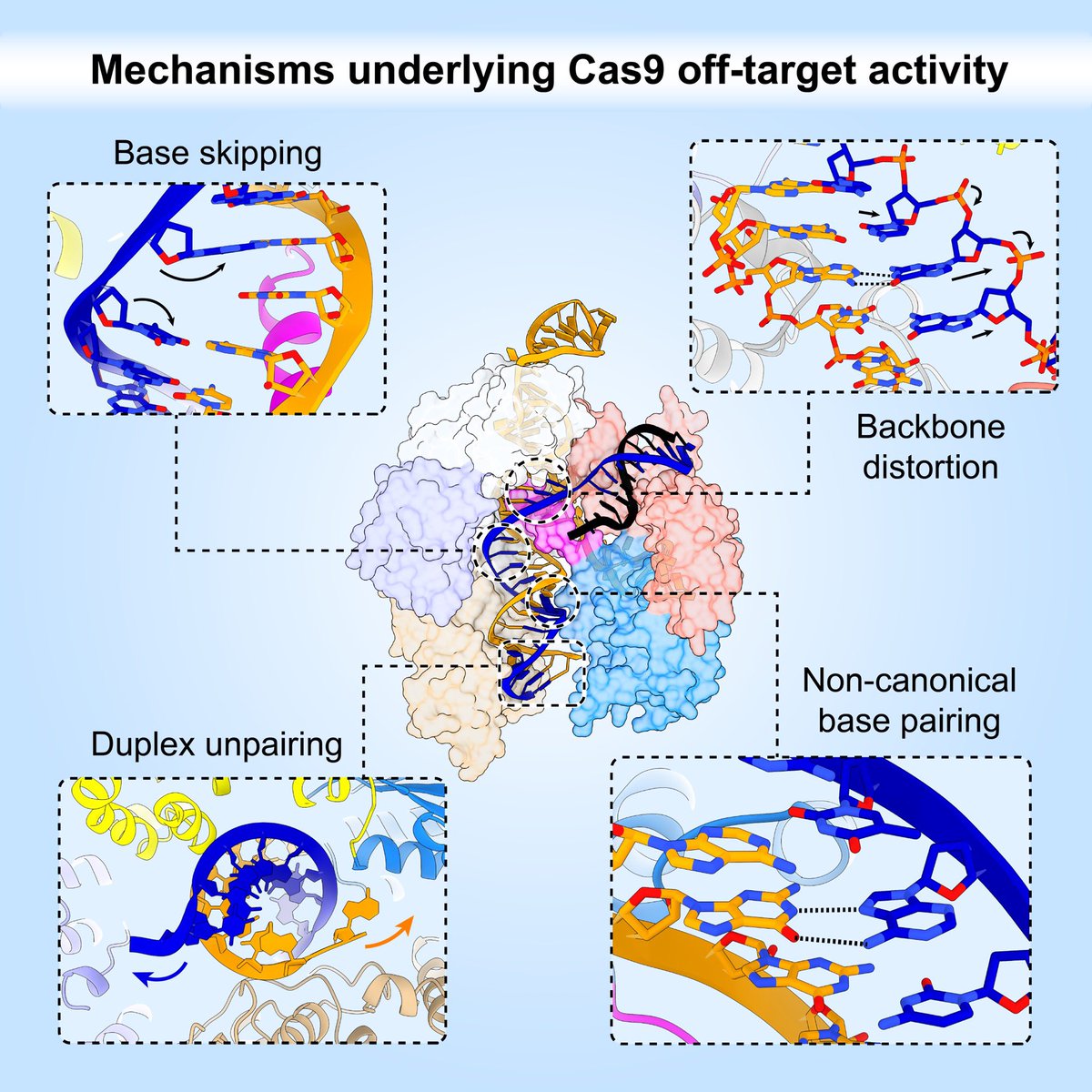 I’m so happy to announce that the results of our study on the mechanistic basis of Cas9 off-target activity have been published in Cell!

cell.com/cell/fulltext/…