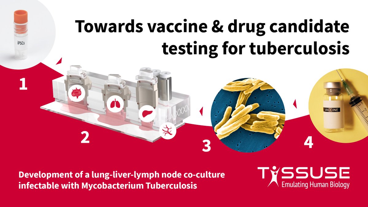 We're pleased to announce a new collaboration with @TissUse and @IpbsToulouse, supported by the @Gatesfoundation, to develop a human lung-liver-lymph node co-culture on a #HUMIMIC Chip infectable with Mycobacterium Tuberculosis for vaccine and drug candidate testing.