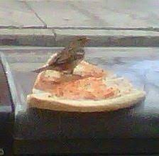 birdsrightsactivist tweet media