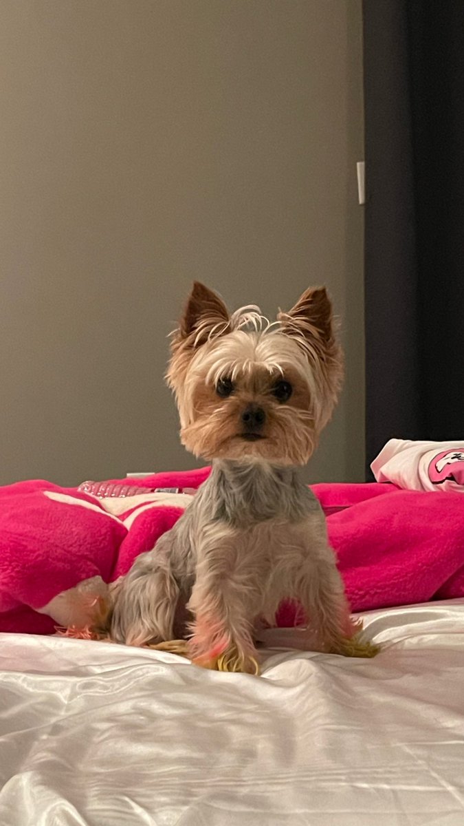 Nickiitheboss on Twitter "RT ShannadeJenee 🚨MISSING DOG ALERT!!!!!🚨🐶