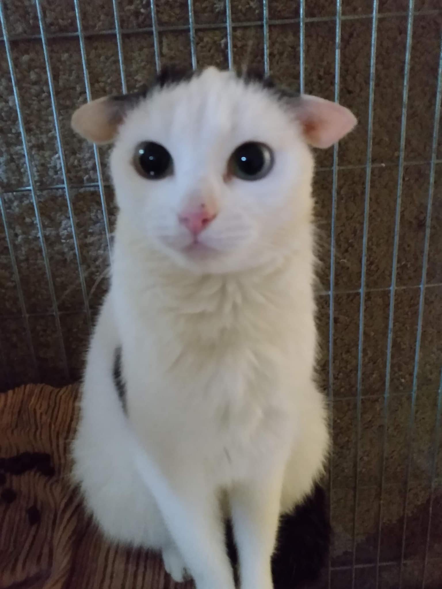 Autistic cat discount