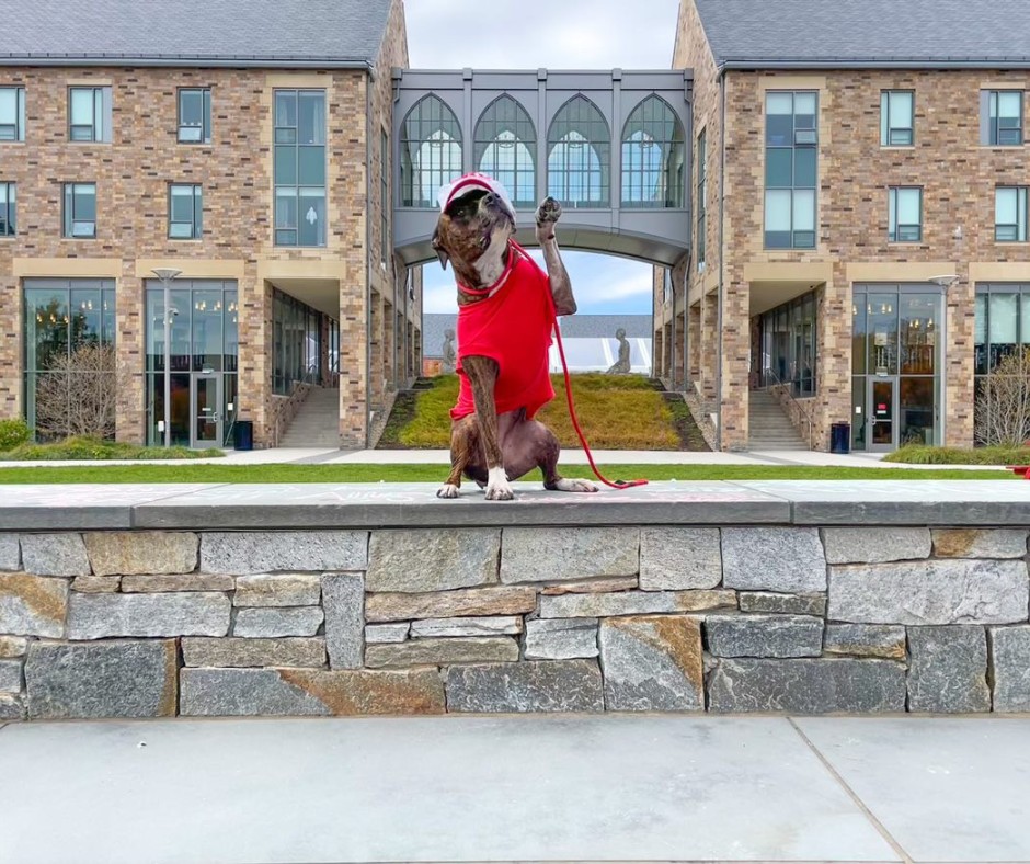 sacredheartuniv's tweet photo. Raise your [paw] if you love hanging out on the amphitheater steps! 🐾

📸 Piper the Pitbull

#WeAreSHU #SHUpets https://t.co/jg2NSw87Q5